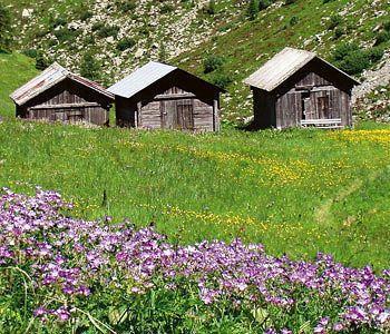 Hotel Alpenhof 4*